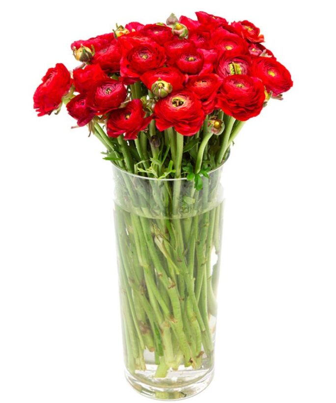 Weekly Flower Delivery – Bunch of Red Ranunculus Flowers