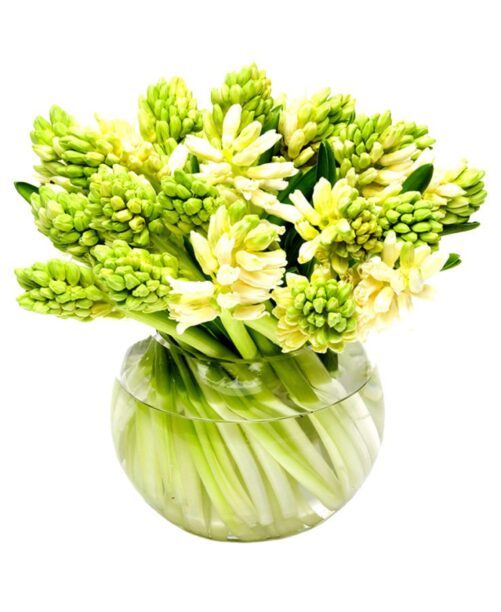Fortnightly Flower Delivery - hyacinths