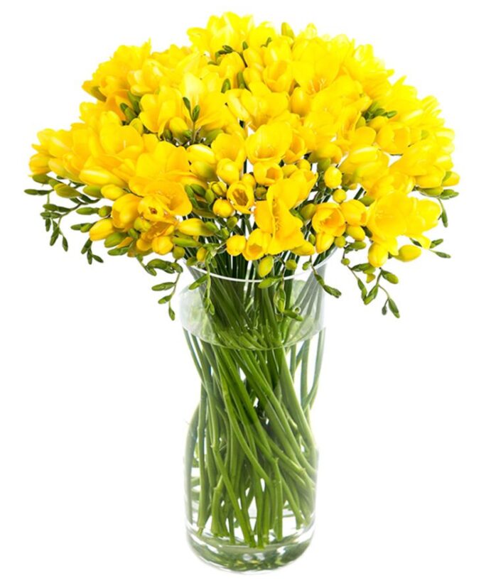 Yellow Freesias Delivered