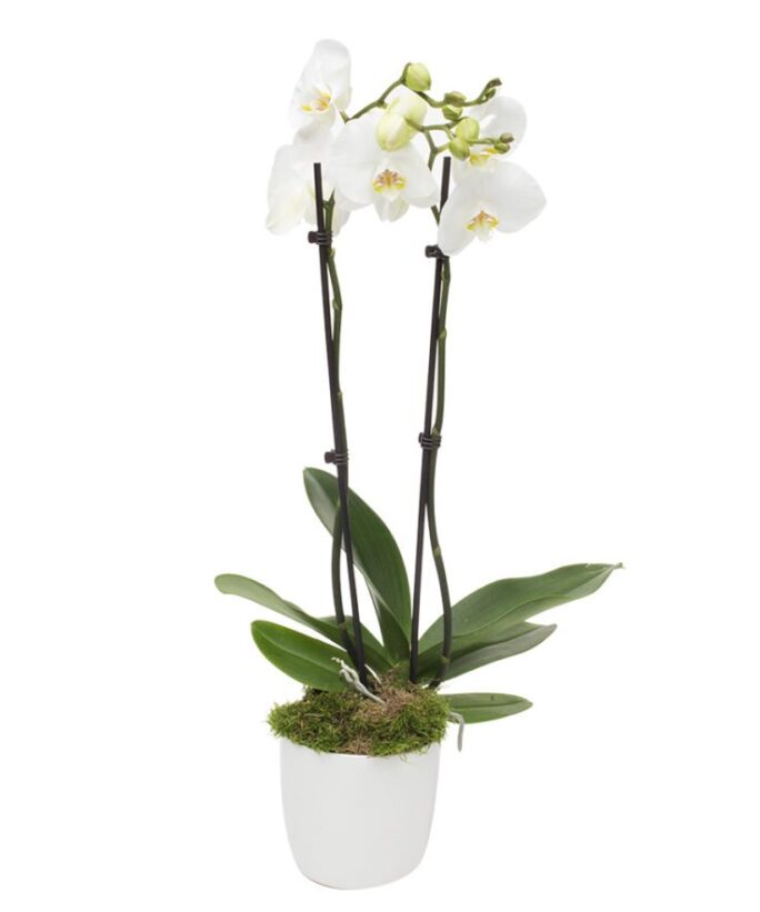 Monthly Reception Orchid, Double stemmed white Phalaenopsis orchid
