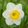 Narcissus Flower - birth flower for December