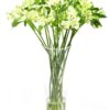 Flower Subscription - Alstroemeria - Green