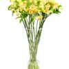 Flower Subscription - Alstroemeria - Yellow