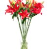 Asiatic Lilies - Red