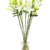 Asiatic Lilies - White