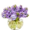 Hyacinths - Purple