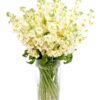 Stocks - Cream