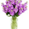 Stocks - Lilac