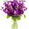 Stocks - Purple