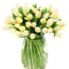 Tulips - Cream