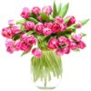 Tulips - Double - Pink and Cream