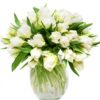 Tulips - Double - White and Green