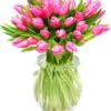 Tulips - Pink