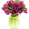 Tulips - Purple