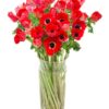 Anemones - Red