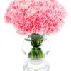 Carnations - Pink