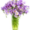 Freesias - Lilac