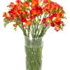 Freesias - Orange