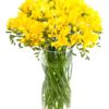 Yellow Freesia