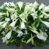 Longi lily coffin spray