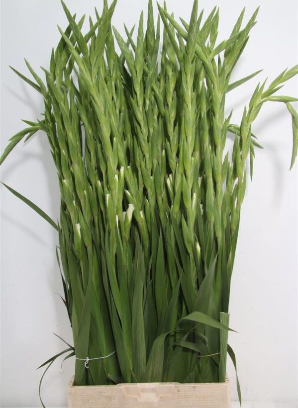 White Gladioli