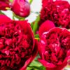send red peonies