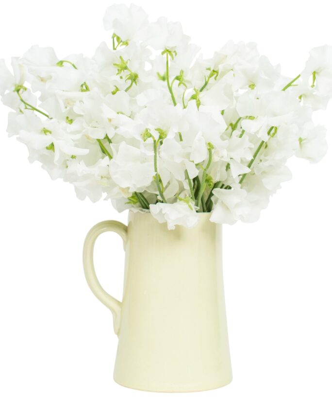 SWEET PEAS