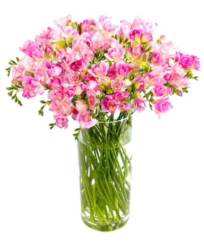 Freesias - Pink