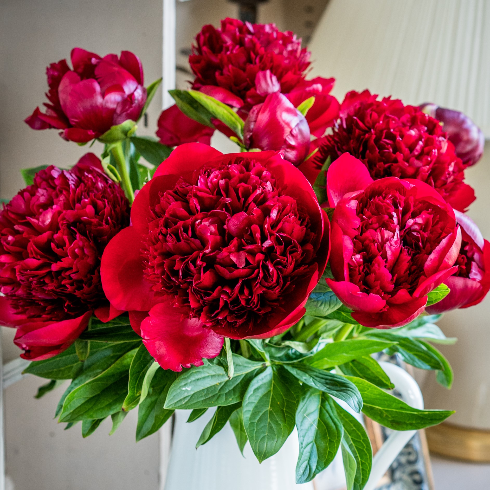 Peony sale discount