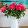 coral peonies