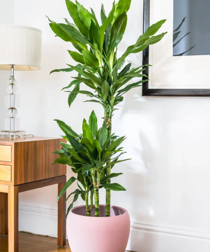Dracaena Fragrans - Janet Lind - Dragon Tree